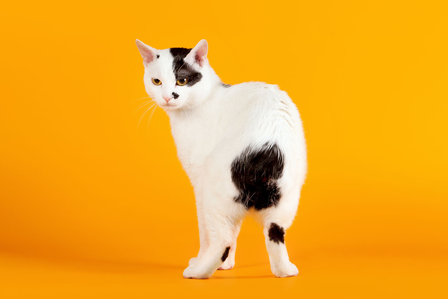 Un feroz bobtail japonés de color blanco y negro sobre un fondo naranja