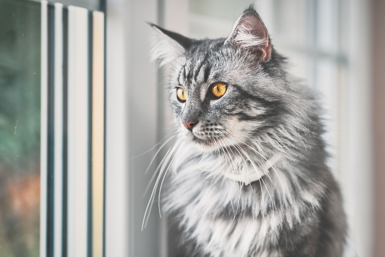 Un lindo gato maine coon de aspecto feroz mirando por la ventana, Ojos de gato anaranjados: ¿qué raza podría ser?