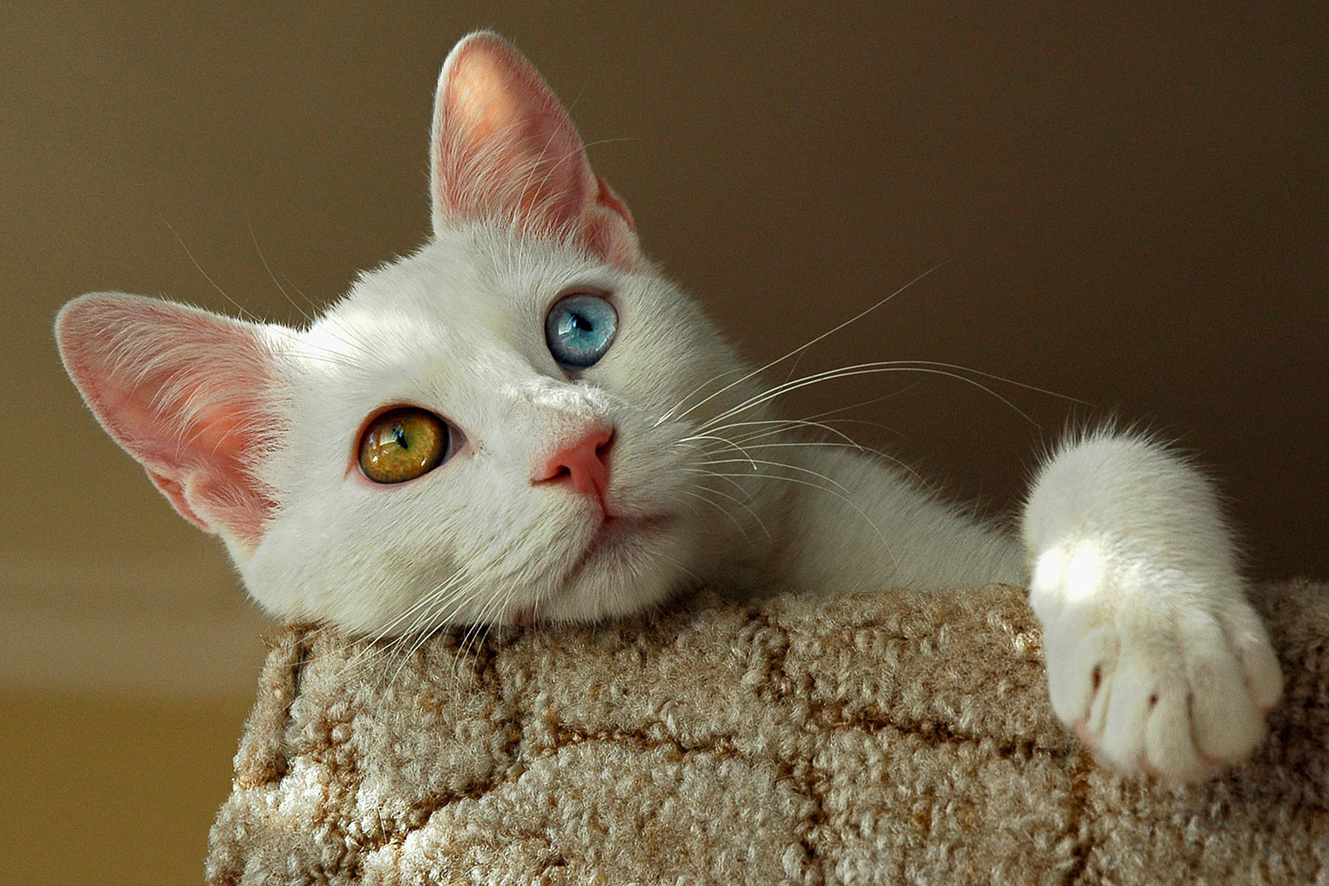 Un gato furgoneta turco blanco con ojos naranjas y azules tumbado en el sofá