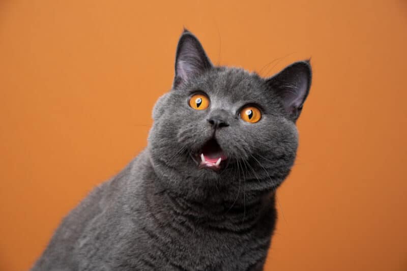 Gracioso retrato de gato británico de pelo corto que parece sorprendido o sorprendido sobre fondo naranja con espacio de copia
