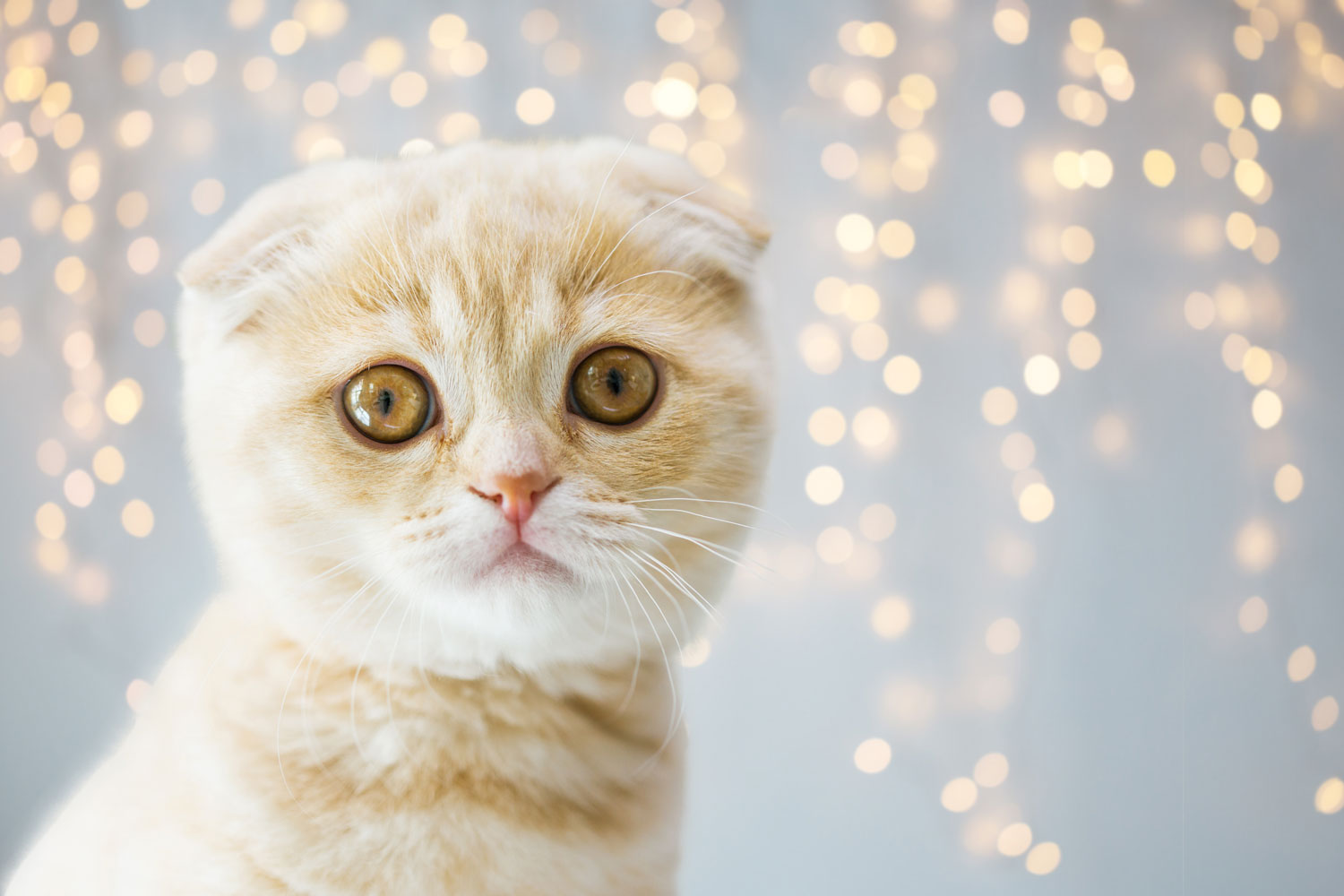 Una foto de cerca de un gato Scottish Fold protagonizada por la cámara