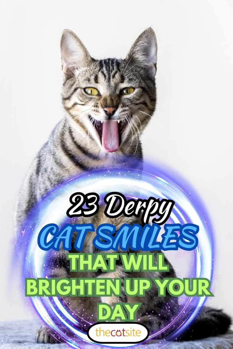 Gato gracioso, 23 sonrisas de gato derpy que alegrarán tu día