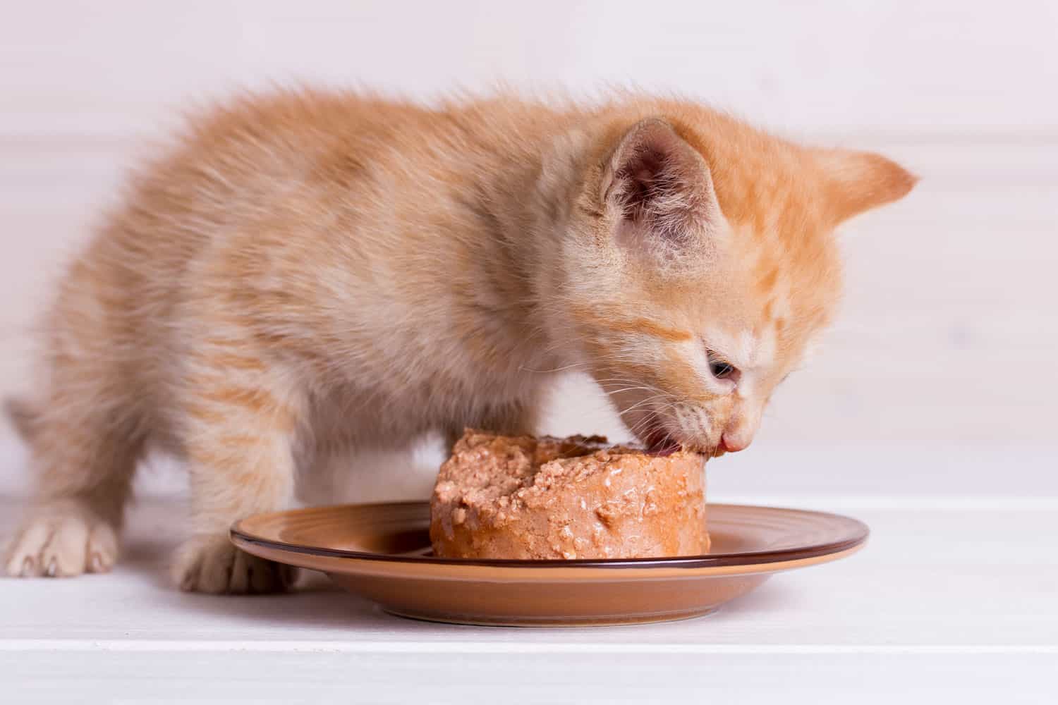 El pequeño gatito jengibre come comida húmeda sobre fondo de madera blanca.
