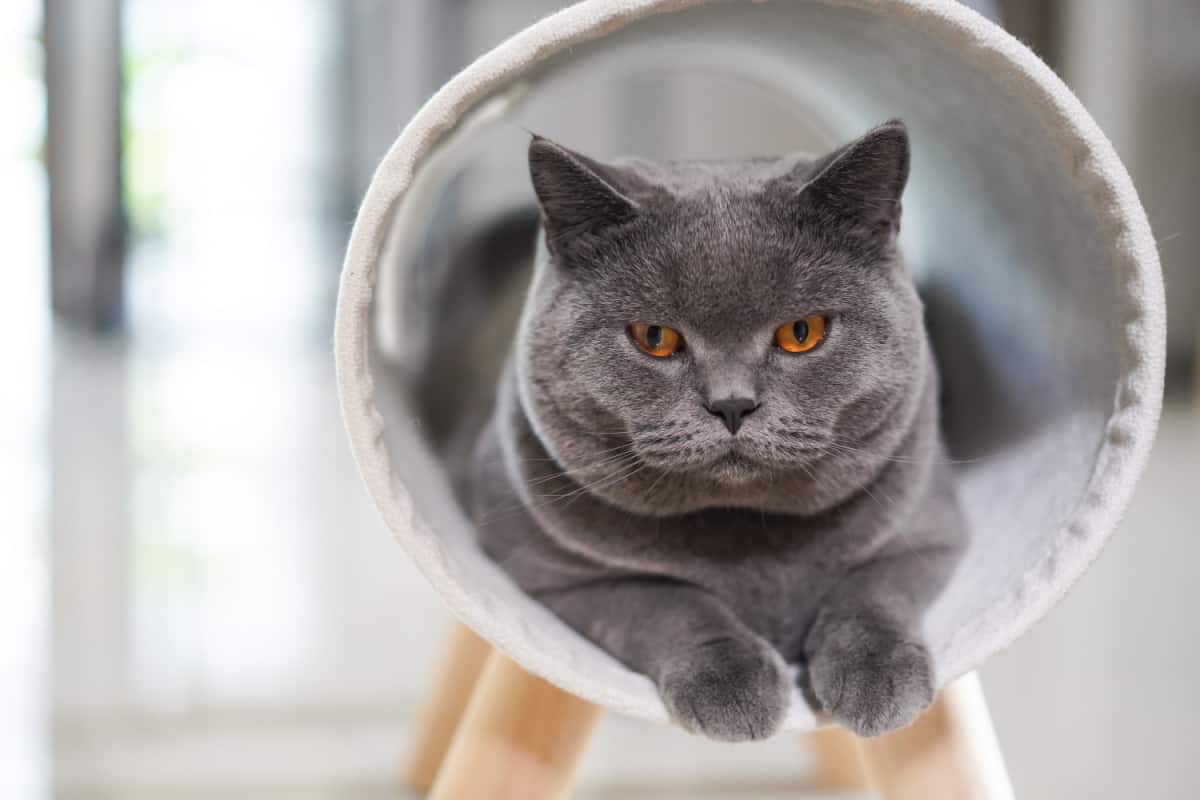 gato gris acostado en una cama de gato blanca cicular peluda