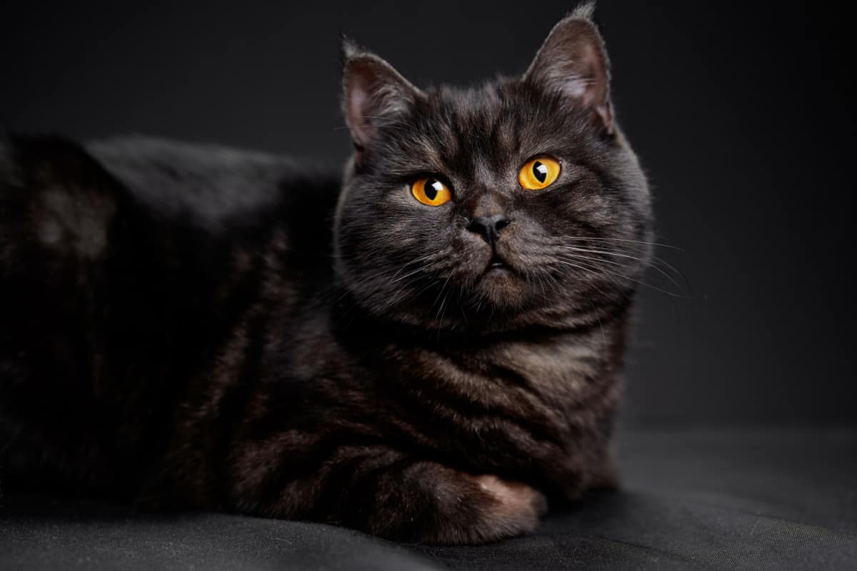   gato atigrado negro sobre fondo negro