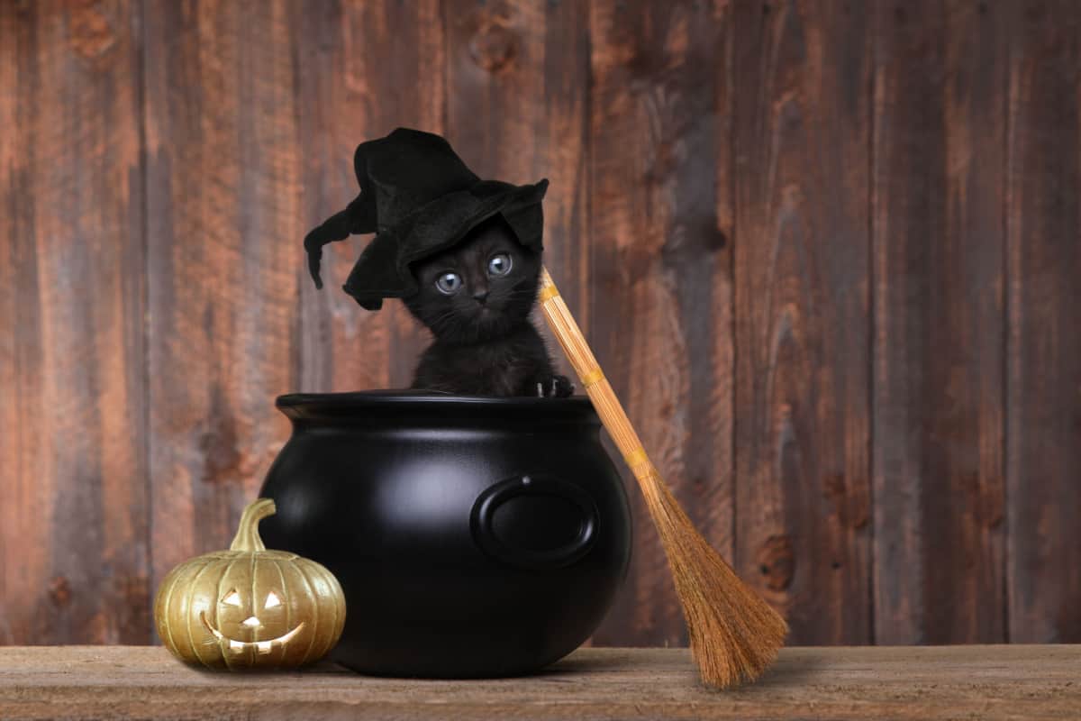 Un adorable gatito negro, disfrazado de bruja con sombrero y escoba, sentado en un caldero