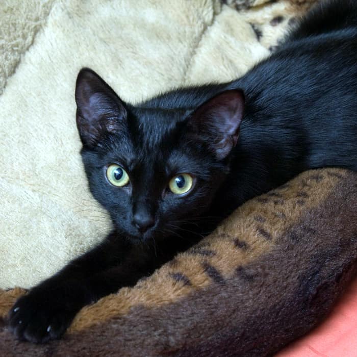 gato negro tendido en un lugar cómodo con un brazo estirado