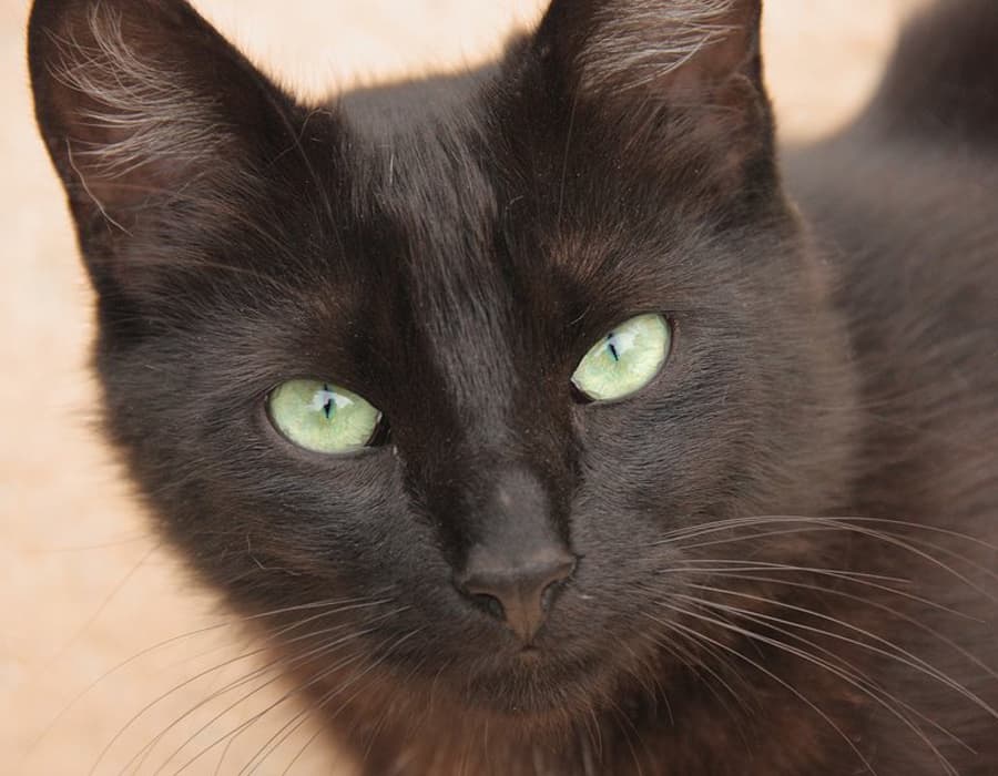 Cerca de la cara de gato negro con ojos verdes