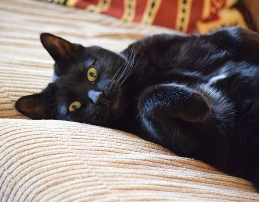 gato negro tirado en el sofá