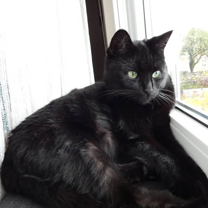 gato negro tendido al lado del cristal de la ventana 
