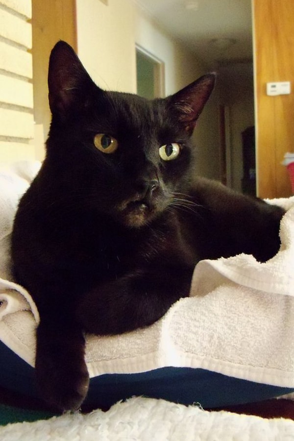 gato negro yacía sobre la toalla blanca