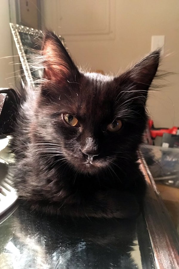 gato negro con mirada feroz tendido en un espejo
