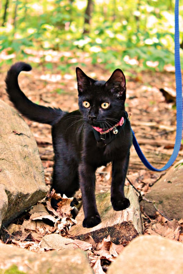 gato negro en el bosque