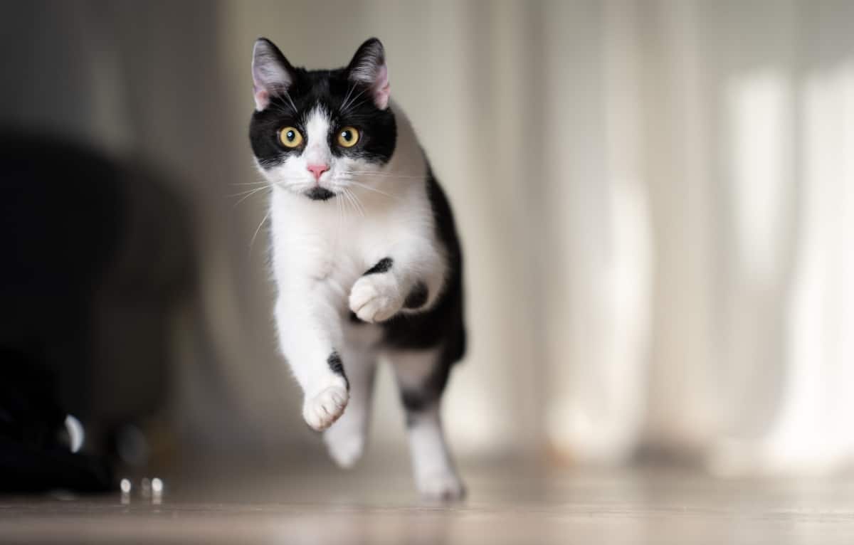 juguetón gato blanco y negro corriendo en el interior 