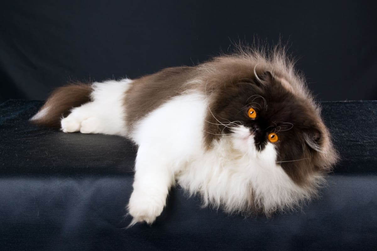 Gato persa blanco y negro tumbado