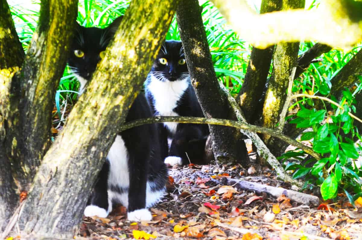 Dos gatos americanos de pelo corto en el bosque