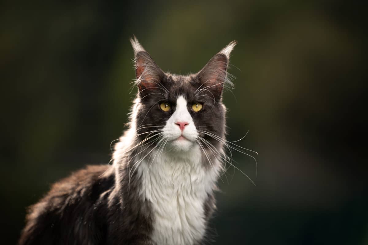 esmoquin gato maine coon al aire libre en la naturaleza soleada