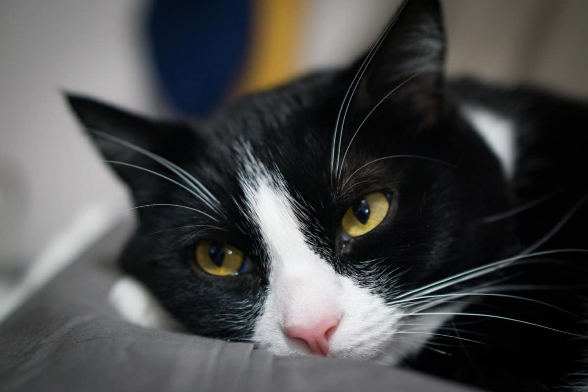 gato británico de pelo corto blanco y negro