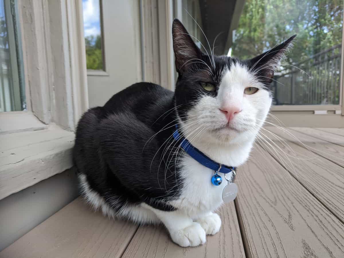 gato oriental de esmoquin de mezcla de pelo corto