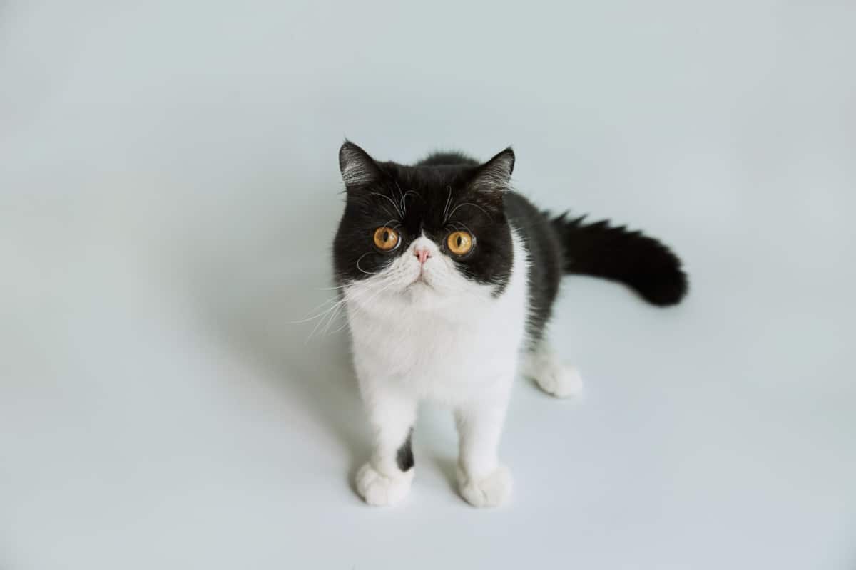 Pelo corto exótico, gato de esmoquin 
