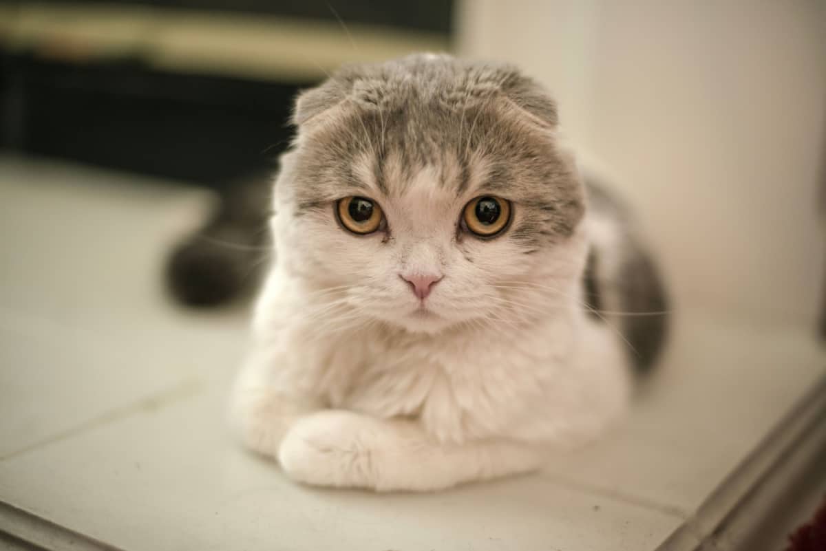 Gato plegable escocés sentado 