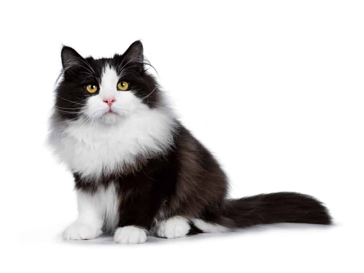 gatito siberiano de esmoquin