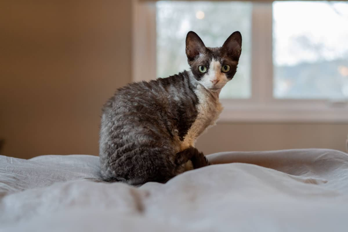 devon rex, gato de esmoquin