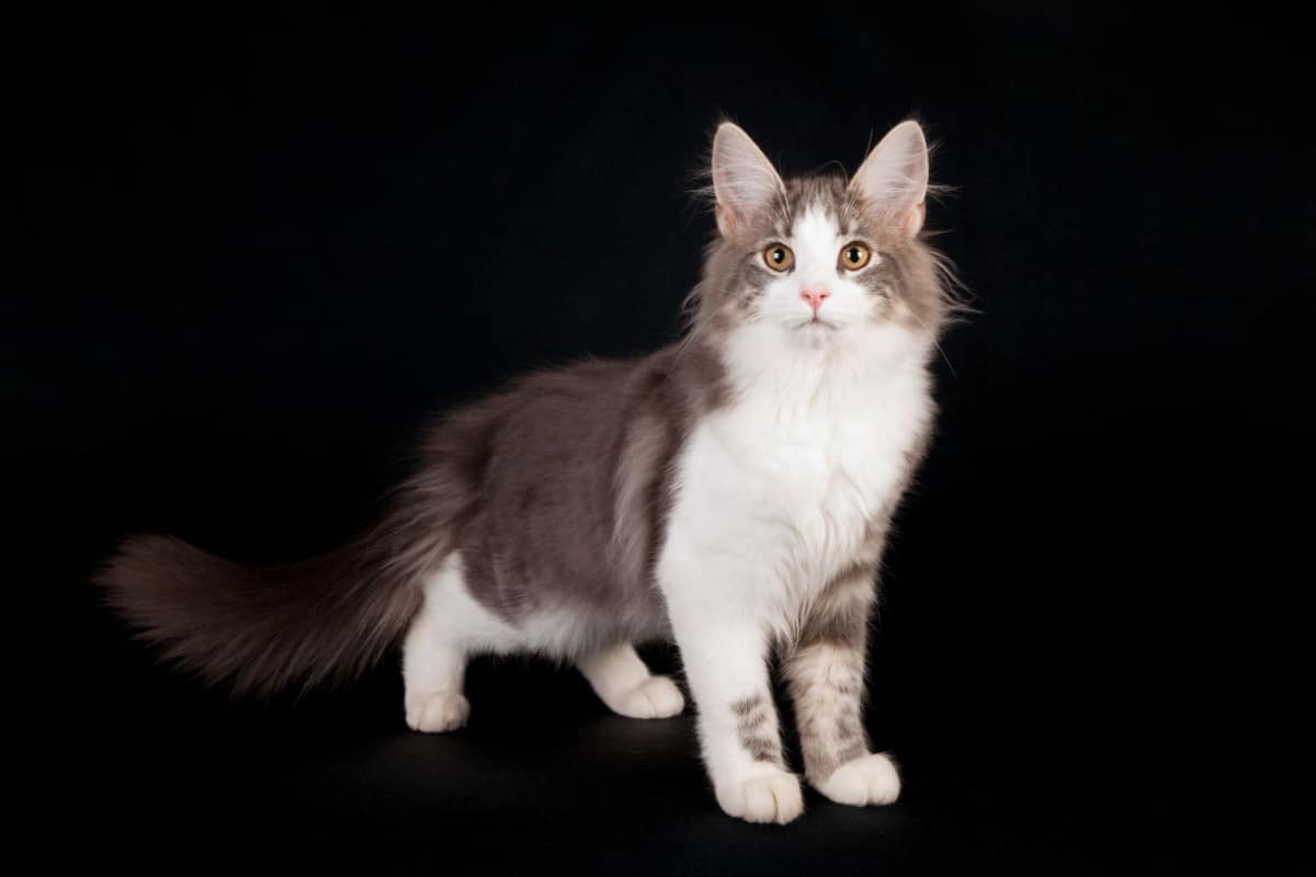 Gato del Bosque de Noruega, gato de esmoquin