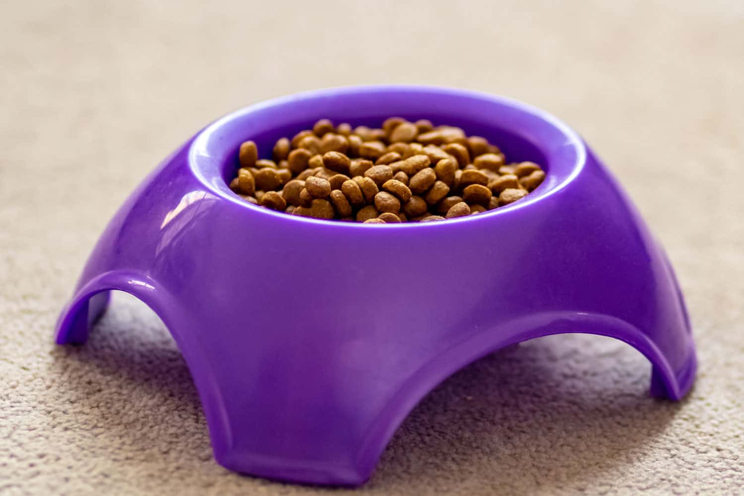 Comida para gatos en un recipiente violeta sobre fondo pastel