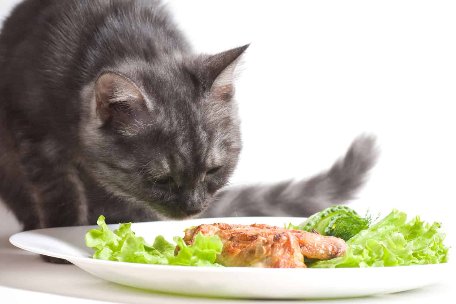 Hermoso gato joven escocés comiendo alitas de pollo