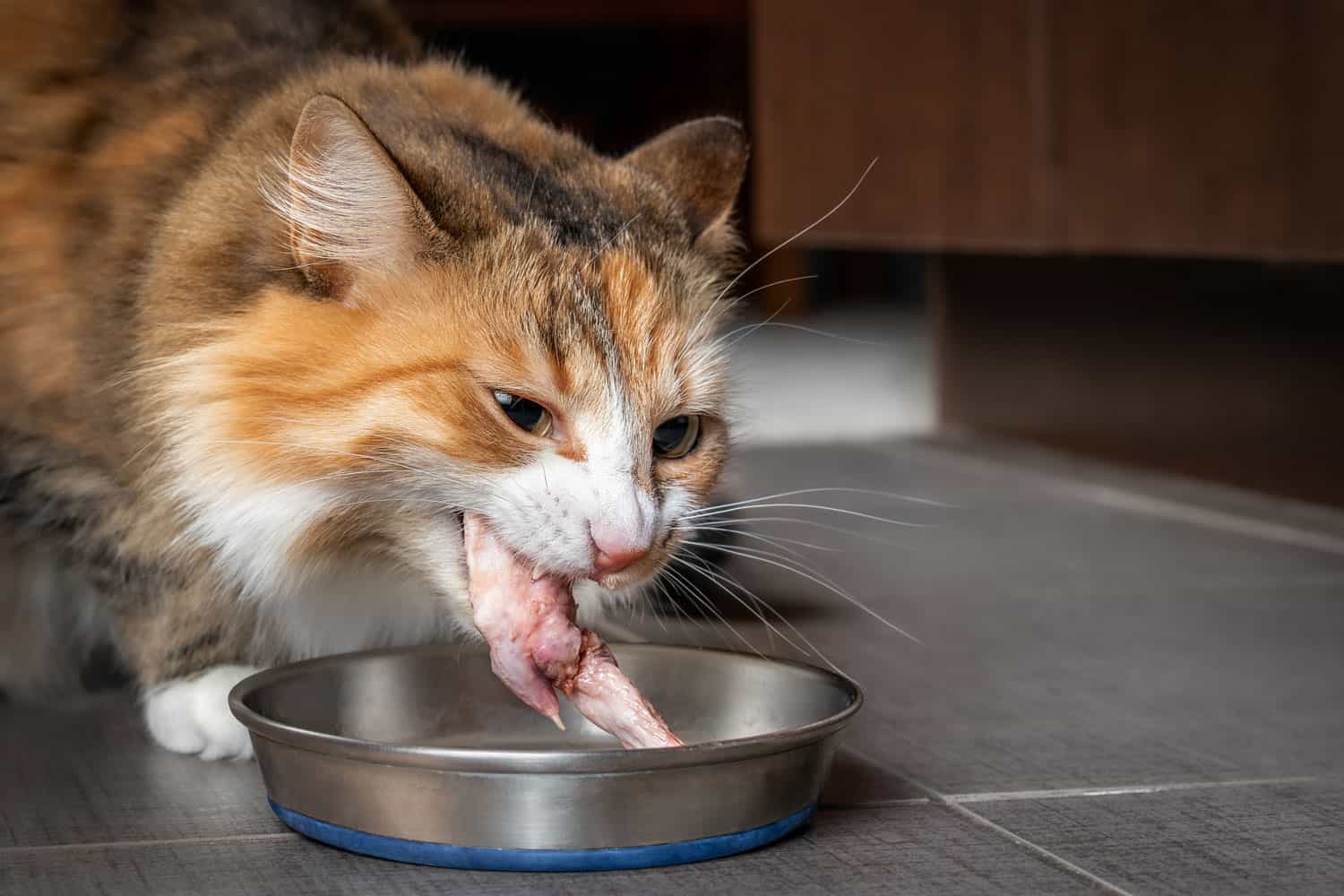 Gato comiendo punta de ala de pollo cruda. Linda gatita masticando un gran trozo de carne cruda en la cocina. Concepto de dieta de alimentos crudos para gatos, perros y mascotas o gatos son carnívoros