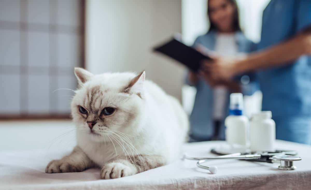 El veterinario de la clínica examina al gato mientras su dueño está cerca.