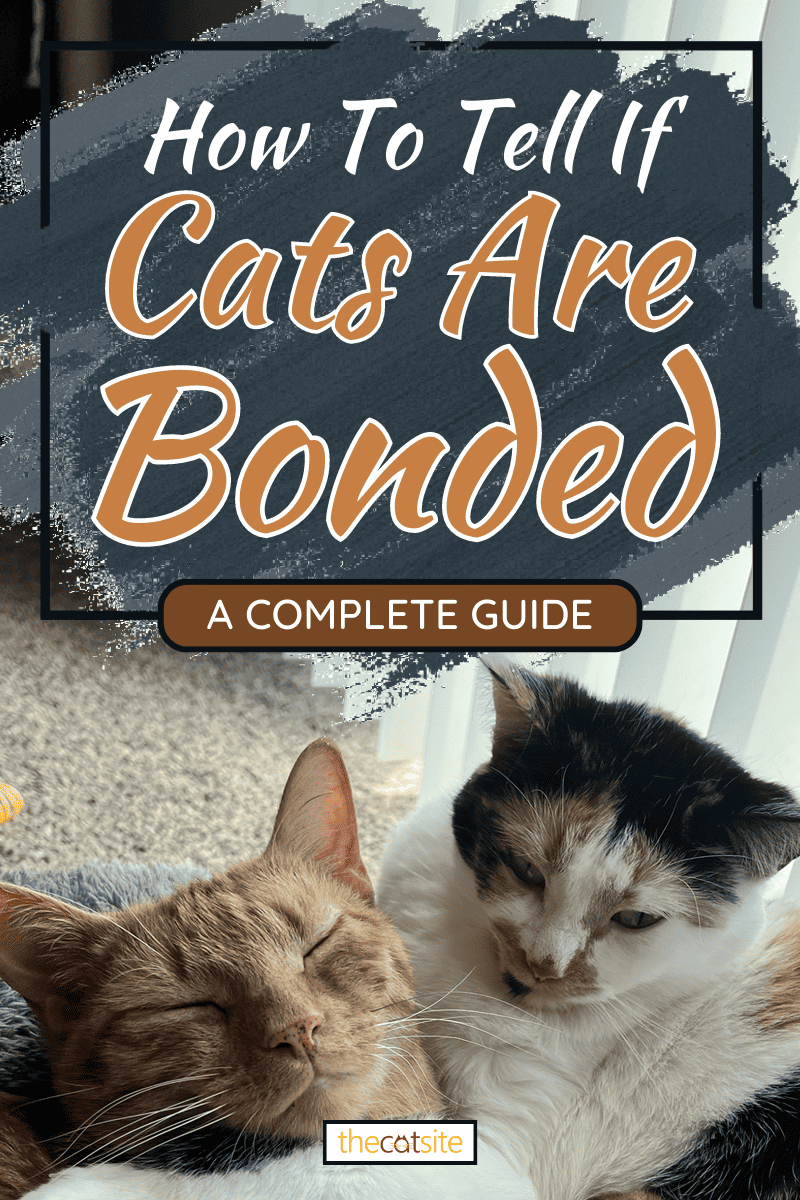 Dos lindos gatos abrazados, cómo saber si los gatos están unidos [A Complete Guide]
