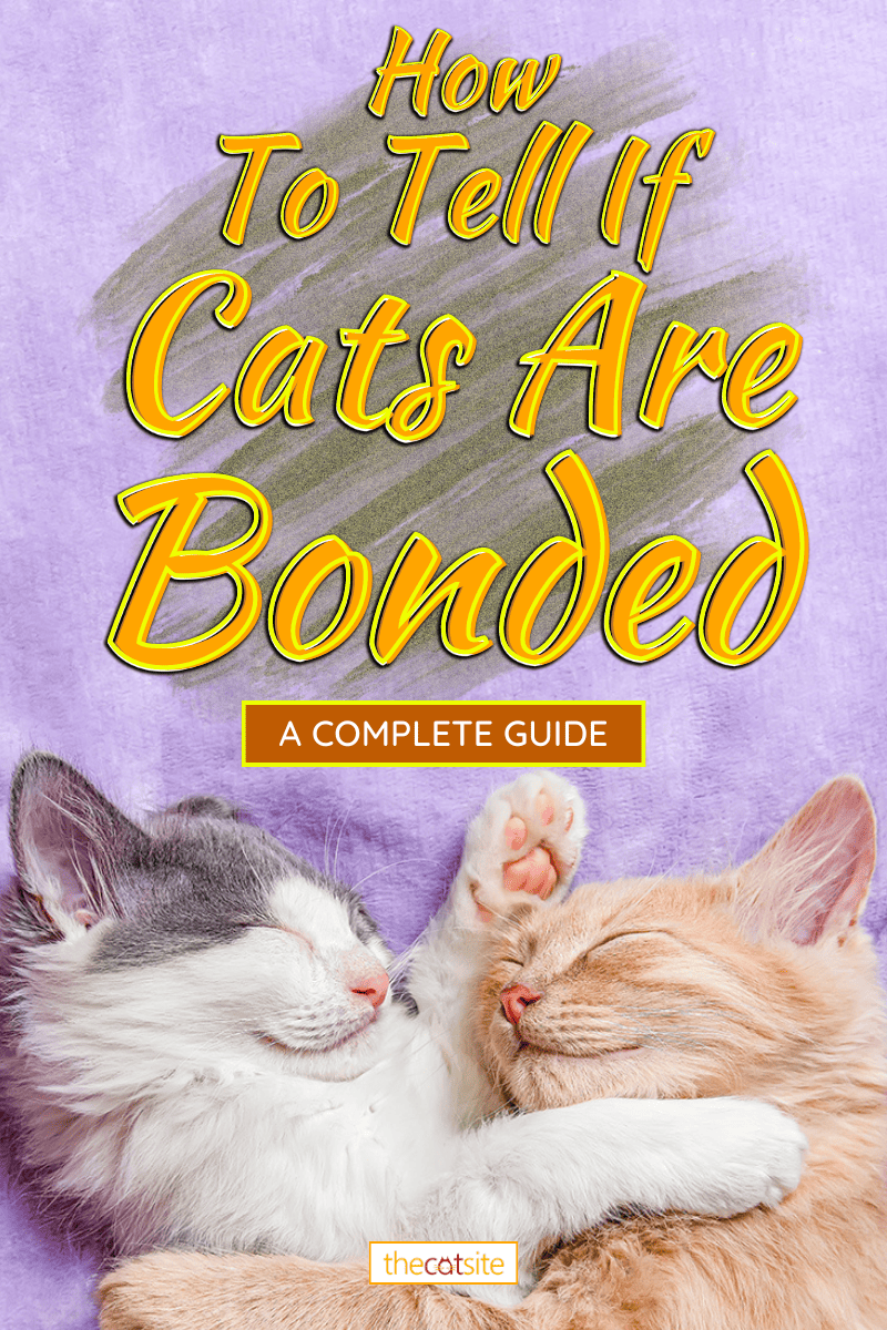 Dos gatos abrazándose y abrazándose, cómo saber si los gatos están unidos [A Complete Guide]