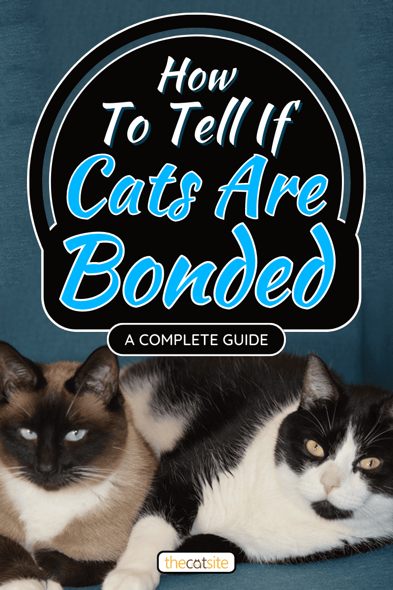 Dos gatos yacían uno al lado del otro, cómo saber si los gatos están unidos [A Complete Guide]