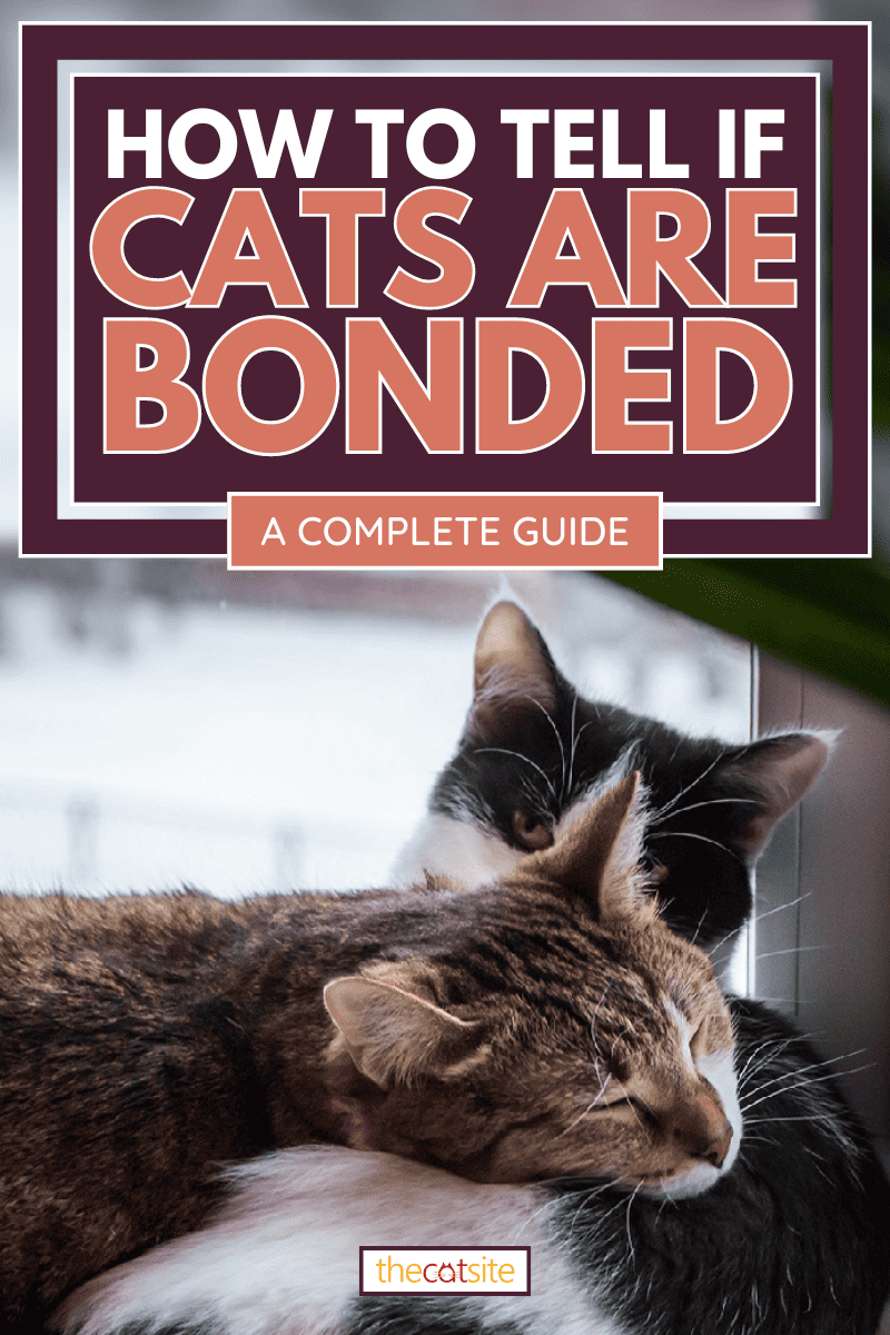 Dos gatos se abrazan, cómo saber si los gatos están unidos [A Complete Guide]