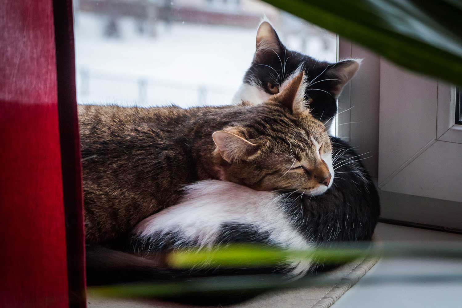 Dos gatos jóvenes adultos, blanco-negro y atigrado, yacen juntos en un alféizar blanco
