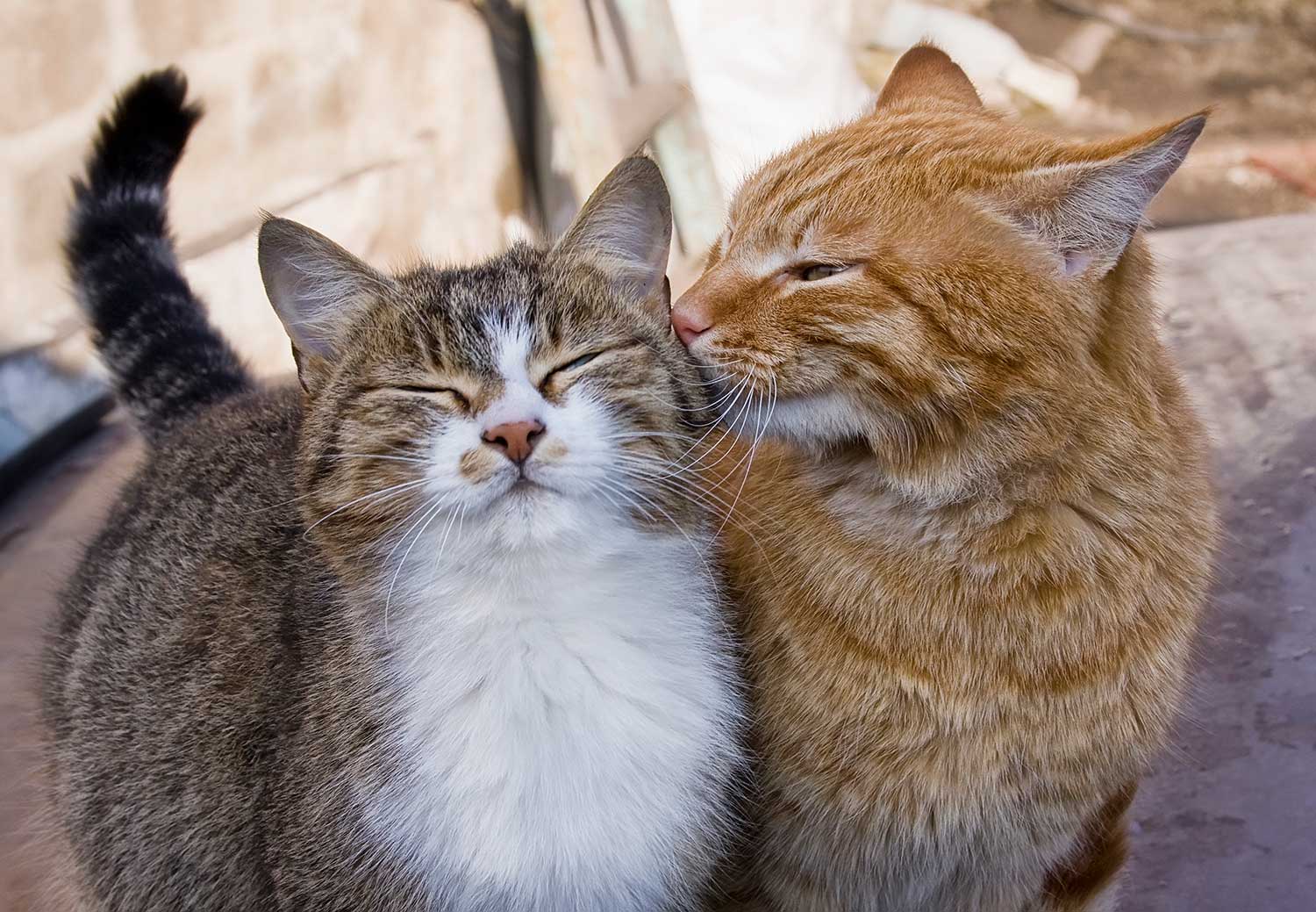 Preciosa pareja de gatos