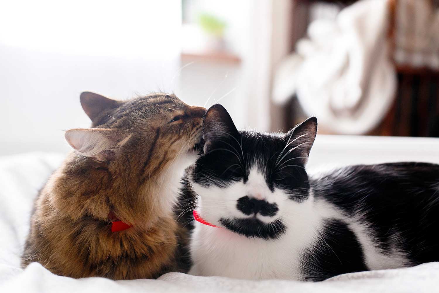 Dos lindos gatos acicalándose en una cama blanca en una habitación soleada y elegante