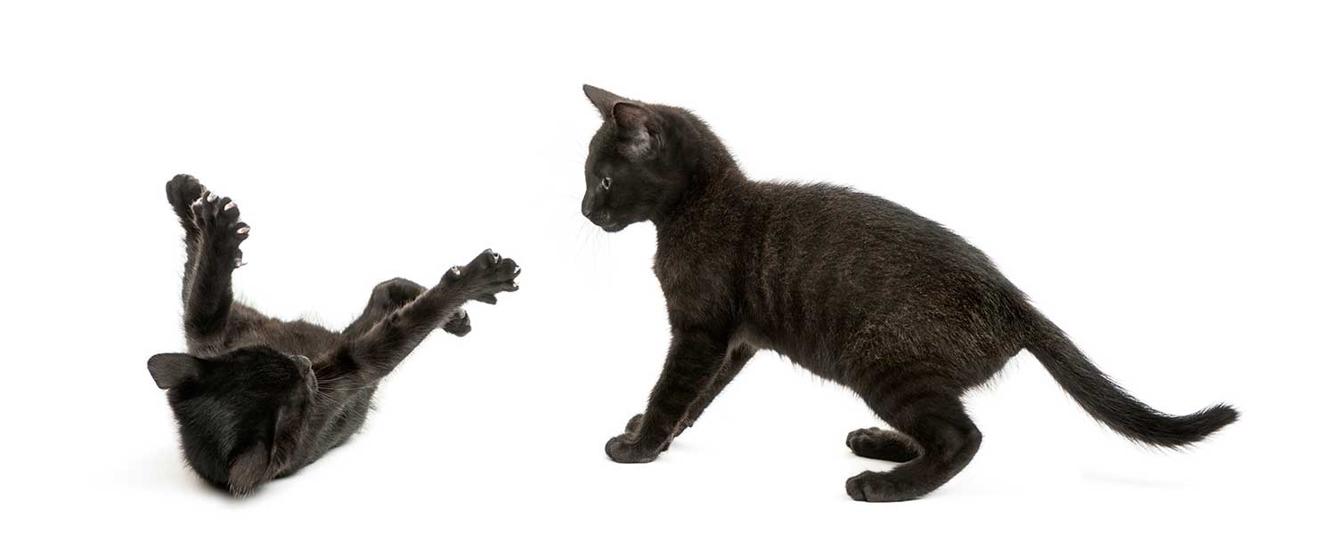 Dos gatitos negros jugando