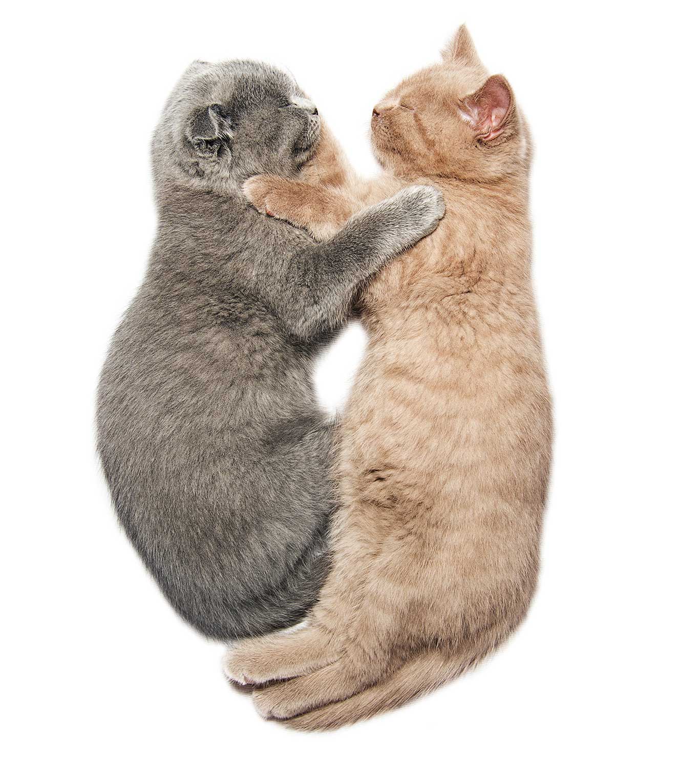 Dos gatitos abrazándose mientras duermen