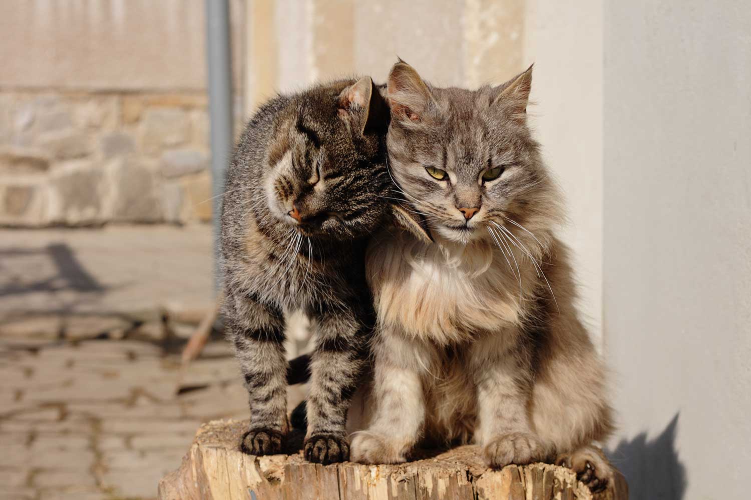 Dos gatos sentados juntos