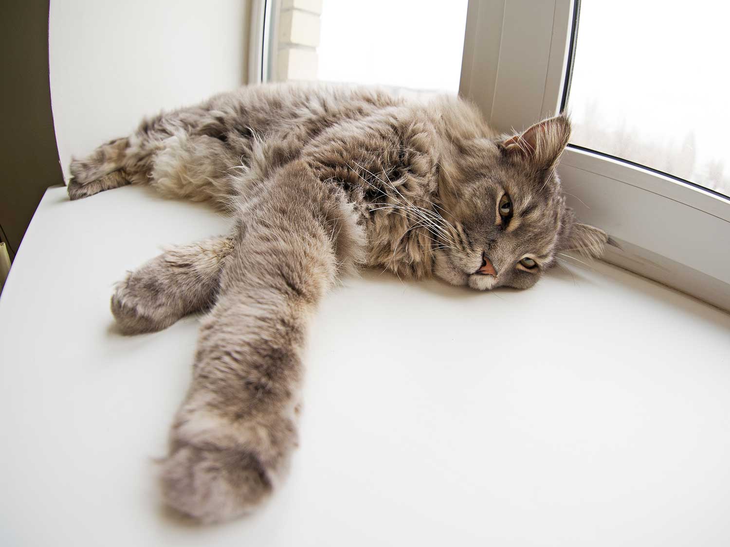 Gato tumbado junto a la ventana.