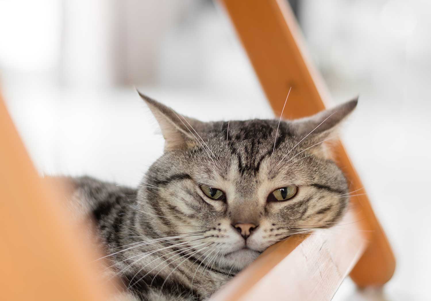 Lindo gatito gato americano de pelo corto