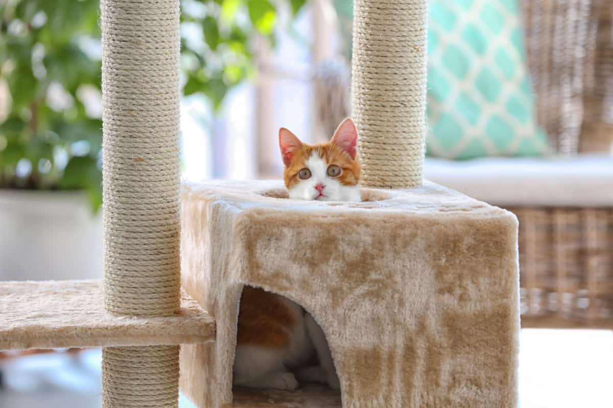 Muebles Para Gatos: Una Guía Completa Para Un Hogar Feliz