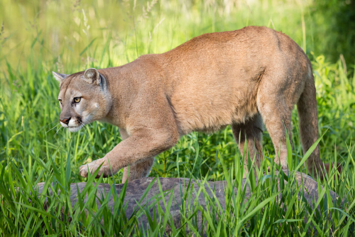 Un puma grande y fuerte acechando a su presa.