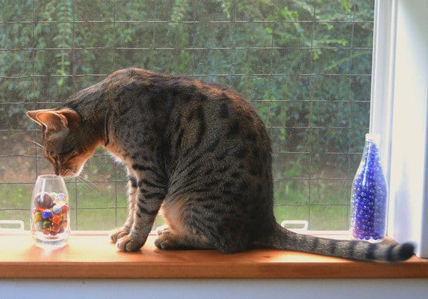 Gato sentado en el alféizar de una ventana Cómo hacer su casa más grande (al menos para sus gatos)
