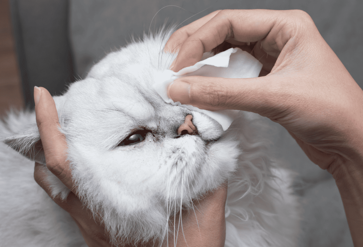 Limpieza de los ojos del gato persa chinchilla con un algodón.  Ojos de gato sanos.  Prevención del problema de los ojos.

