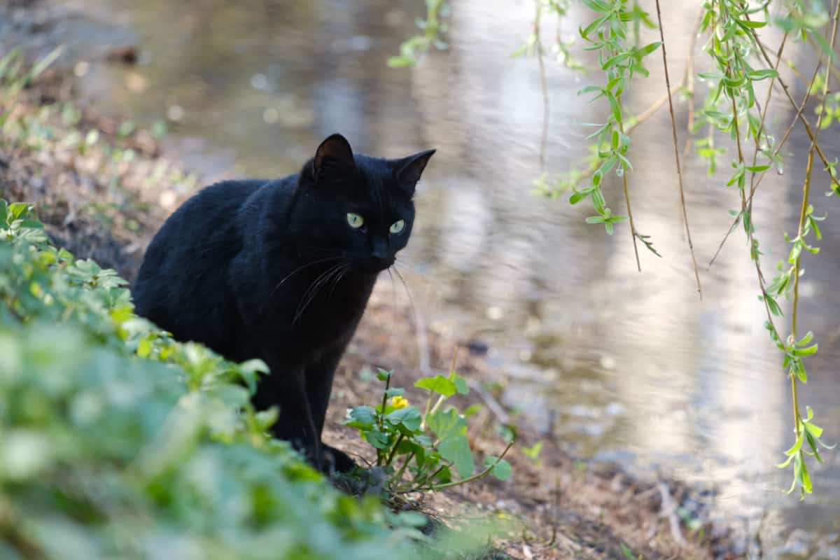 gato negro cerca del río