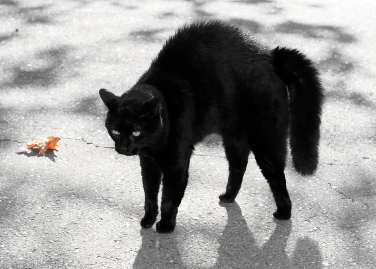 gato negro con las ancas hacia arriba